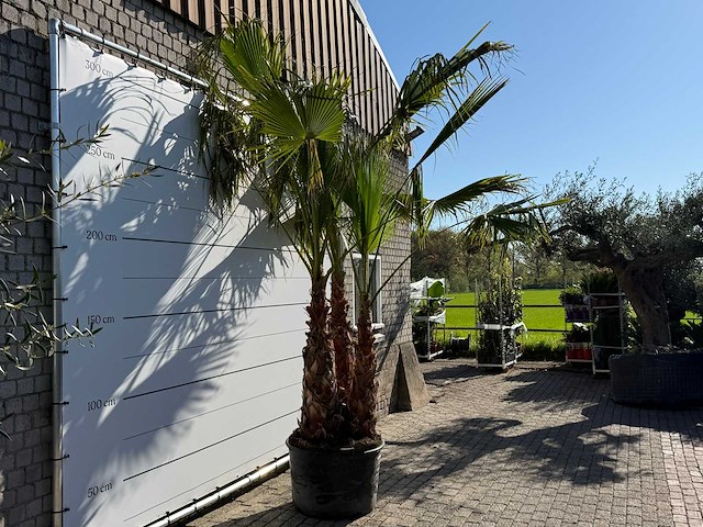 Mexicaanse waaierpalm meerstammig - washingtonia robusta - hoogte ca. 290 cm - afbeelding 7 van  9