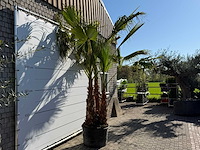 Mexicaanse waaierpalm meerstammig - washingtonia robusta - hoogte ca. 290 cm - afbeelding 7 van  9