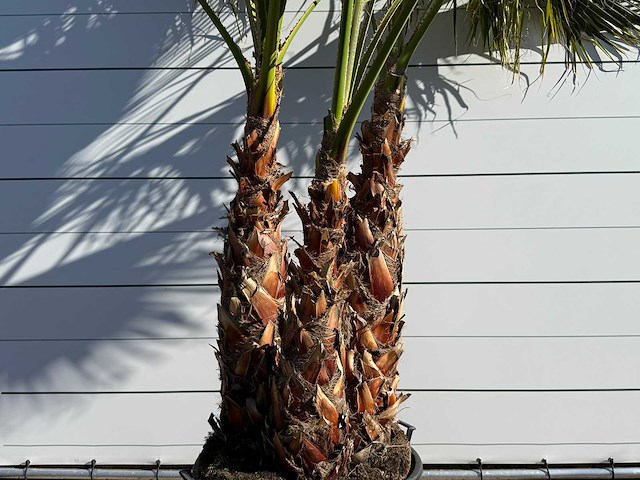 Mexicaanse waaierpalm meerstammig - washingtonia robusta - hoogte ca. 290 cm - afbeelding 8 van  9