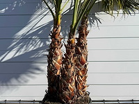 Mexicaanse waaierpalm meerstammig - washingtonia robusta - hoogte ca. 290 cm - afbeelding 8 van  9