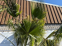 Mexicaanse waaierpalm meerstammig - washingtonia robusta - hoogte ca. 290 cm - afbeelding 9 van  9