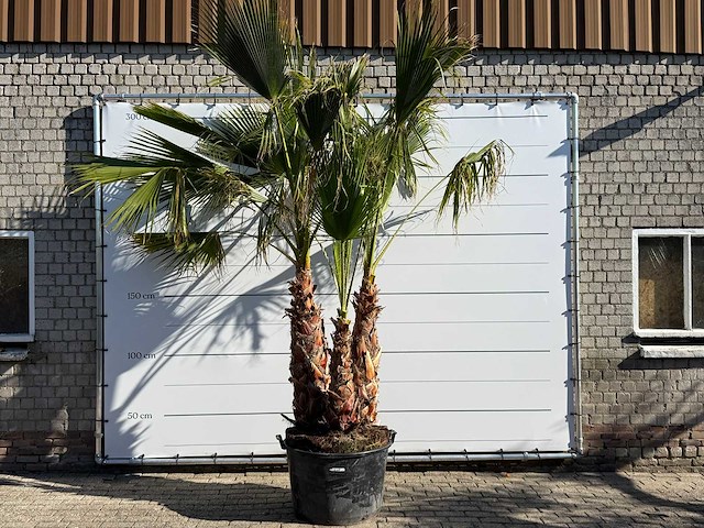 Mexicaanse waaierpalm meerstammig - washingtonia robusta - hoogte ca. 290 cm - afbeelding 1 van  7