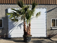 Mexicaanse waaierpalm meerstammig - washingtonia robusta - hoogte ca. 290 cm - afbeelding 1 van  7