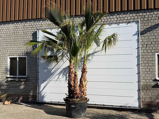 Mexicaanse waaierpalm meerstammig - washingtonia robusta - hoogte ca. 290 cm - afbeelding 2 van  7