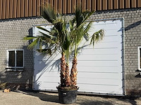 Mexicaanse waaierpalm meerstammig - washingtonia robusta - hoogte ca. 290 cm - afbeelding 2 van  7
