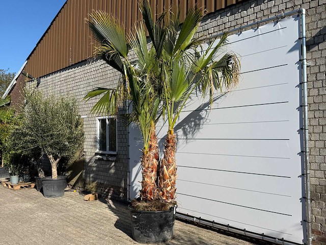 Mexicaanse waaierpalm meerstammig - washingtonia robusta - hoogte ca. 290 cm - afbeelding 3 van  7