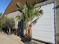 Mexicaanse waaierpalm meerstammig - washingtonia robusta - hoogte ca. 290 cm - afbeelding 3 van  7
