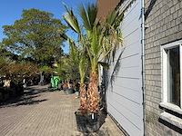 Mexicaanse waaierpalm meerstammig - washingtonia robusta - hoogte ca. 290 cm - afbeelding 4 van  7
