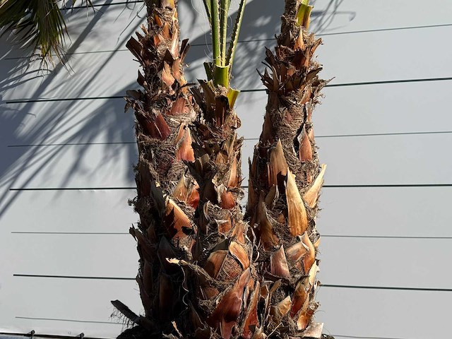 Mexicaanse waaierpalm meerstammig - washingtonia robusta - hoogte ca. 290 cm - afbeelding 5 van  7