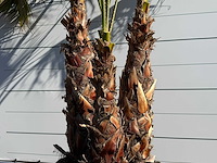 Mexicaanse waaierpalm meerstammig - washingtonia robusta - hoogte ca. 290 cm - afbeelding 5 van  7