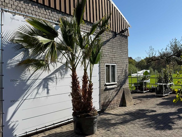 Mexicaanse waaierpalm meerstammig - washingtonia robusta - hoogte ca. 290 cm - afbeelding 6 van  7
