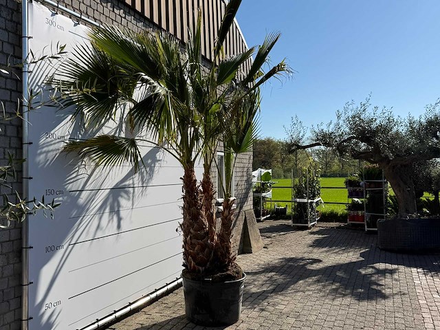 Mexicaanse waaierpalm meerstammig - washingtonia robusta - hoogte ca. 290 cm - afbeelding 7 van  7