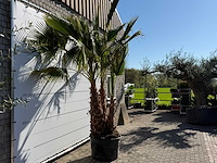 Mexicaanse waaierpalm meerstammig - washingtonia robusta - hoogte ca. 290 cm - afbeelding 7 van  7