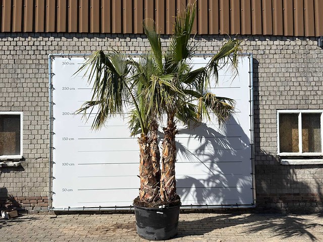 Mexicaanse waaierpalm meerstammig - washingtonia robusta - hoogte ca. 290 cm - afbeelding 1 van  7