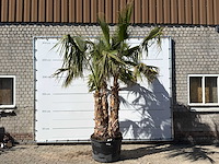 Mexicaanse waaierpalm meerstammig - washingtonia robusta - hoogte ca. 290 cm - afbeelding 1 van  7