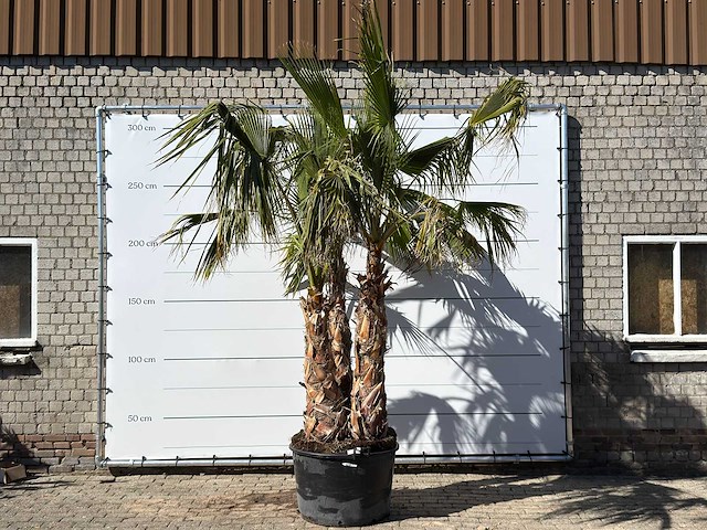 Mexicaanse waaierpalm meerstammig - washingtonia robusta - hoogte ca. 290 cm - afbeelding 2 van  7