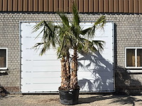 Mexicaanse waaierpalm meerstammig - washingtonia robusta - hoogte ca. 290 cm - afbeelding 2 van  7