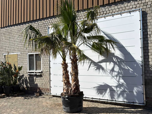 Mexicaanse waaierpalm meerstammig - washingtonia robusta - hoogte ca. 290 cm - afbeelding 3 van  7