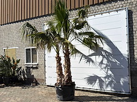 Mexicaanse waaierpalm meerstammig - washingtonia robusta - hoogte ca. 290 cm - afbeelding 3 van  7