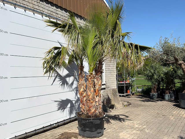 Mexicaanse waaierpalm meerstammig - washingtonia robusta - hoogte ca. 290 cm - afbeelding 4 van  7