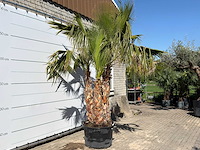 Mexicaanse waaierpalm meerstammig - washingtonia robusta - hoogte ca. 290 cm - afbeelding 4 van  7