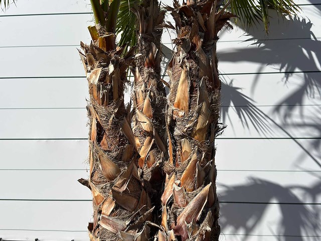 Mexicaanse waaierpalm meerstammig - washingtonia robusta - hoogte ca. 290 cm - afbeelding 5 van  7