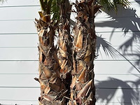 Mexicaanse waaierpalm meerstammig - washingtonia robusta - hoogte ca. 290 cm - afbeelding 5 van  7
