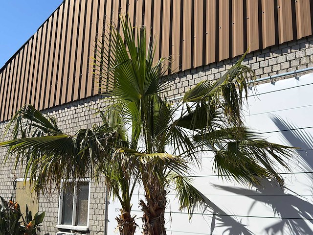 Mexicaanse waaierpalm meerstammig - washingtonia robusta - hoogte ca. 290 cm - afbeelding 6 van  7