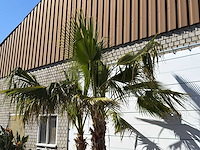 Mexicaanse waaierpalm meerstammig - washingtonia robusta - hoogte ca. 290 cm - afbeelding 6 van  7