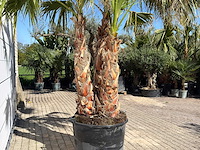 Mexicaanse waaierpalm meerstammig - washingtonia robusta - hoogte ca. 290 cm - afbeelding 7 van  7