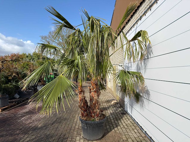 Mexicaanse waaierpalm meerstammig - washingtonia robusta - hoogte ca. 290 cm - afbeelding 1 van  2