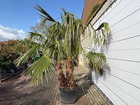 Mexicaanse waaierpalm meerstammig - washingtonia robusta - hoogte ca. 290 cm - afbeelding 1 van  2