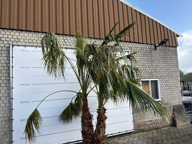 Mexicaanse waaierpalm meerstammig - washingtonia robusta - hoogte ca. 290 cm - afbeelding 2 van  2