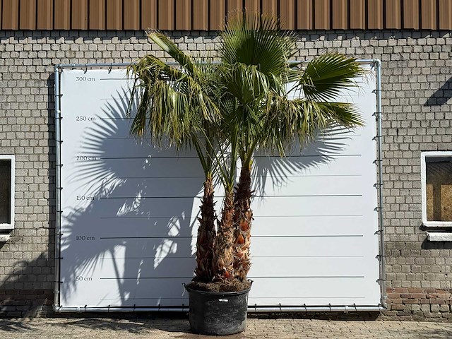 Mexicaanse waaierpalm meerstammig - washingtonia robusta - hoogte ca. 290 cm - afbeelding 1 van  8