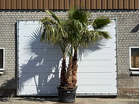Mexicaanse waaierpalm meerstammig - washingtonia robusta - hoogte ca. 290 cm - afbeelding 1 van  8