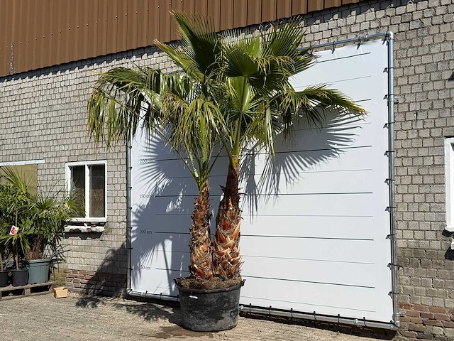 Mexicaanse waaierpalm meerstammig - washingtonia robusta - hoogte ca. 290 cm - afbeelding 2 van  8