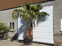 Mexicaanse waaierpalm meerstammig - washingtonia robusta - hoogte ca. 290 cm - afbeelding 2 van  8