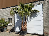 Mexicaanse waaierpalm meerstammig - washingtonia robusta - hoogte ca. 290 cm - afbeelding 3 van  8