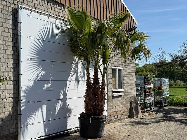 Mexicaanse waaierpalm meerstammig - washingtonia robusta - hoogte ca. 290 cm - afbeelding 4 van  8