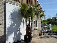 Mexicaanse waaierpalm meerstammig - washingtonia robusta - hoogte ca. 290 cm - afbeelding 4 van  8