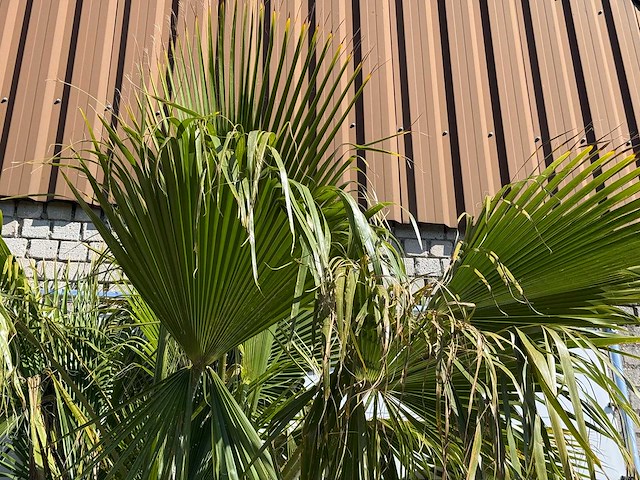 Mexicaanse waaierpalm meerstammig - washingtonia robusta - hoogte ca. 290 cm - afbeelding 5 van  8