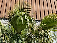 Mexicaanse waaierpalm meerstammig - washingtonia robusta - hoogte ca. 290 cm - afbeelding 5 van  8