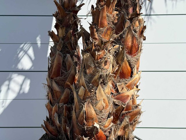 Mexicaanse waaierpalm meerstammig - washingtonia robusta - hoogte ca. 290 cm - afbeelding 6 van  8