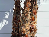 Mexicaanse waaierpalm meerstammig - washingtonia robusta - hoogte ca. 290 cm - afbeelding 6 van  8
