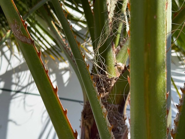 Mexicaanse waaierpalm meerstammig - washingtonia robusta - hoogte ca. 290 cm - afbeelding 7 van  8