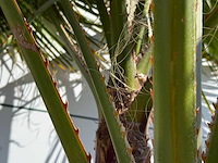 Mexicaanse waaierpalm meerstammig - washingtonia robusta - hoogte ca. 290 cm - afbeelding 7 van  8