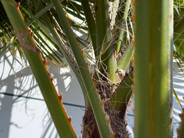 Mexicaanse waaierpalm meerstammig - washingtonia robusta - hoogte ca. 290 cm - afbeelding 8 van  8