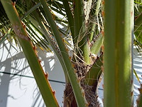 Mexicaanse waaierpalm meerstammig - washingtonia robusta - hoogte ca. 290 cm - afbeelding 8 van  8