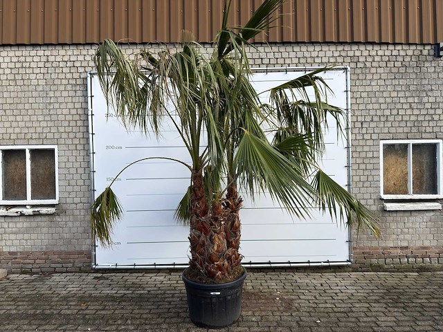 Mexicaanse waaierpalm meerstammig - washingtonia robusta - hoogte ca. 300 cm - afbeelding 1 van  9