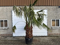 Mexicaanse waaierpalm meerstammig - washingtonia robusta - hoogte ca. 300 cm